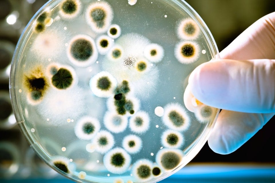 Mikrobiologia – co może kryć się w wodzie?